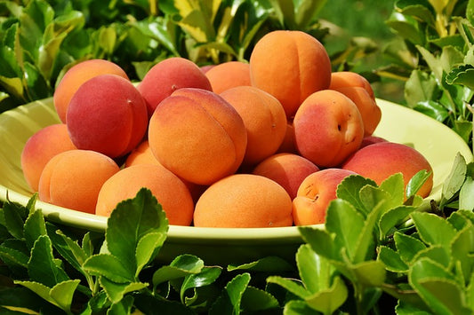 Food in Focus: Macadamia and Apricot Energy Bars