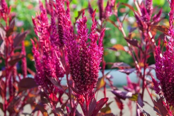 Amaranth: The Gluten Free Powerhouse That You Need To Experience